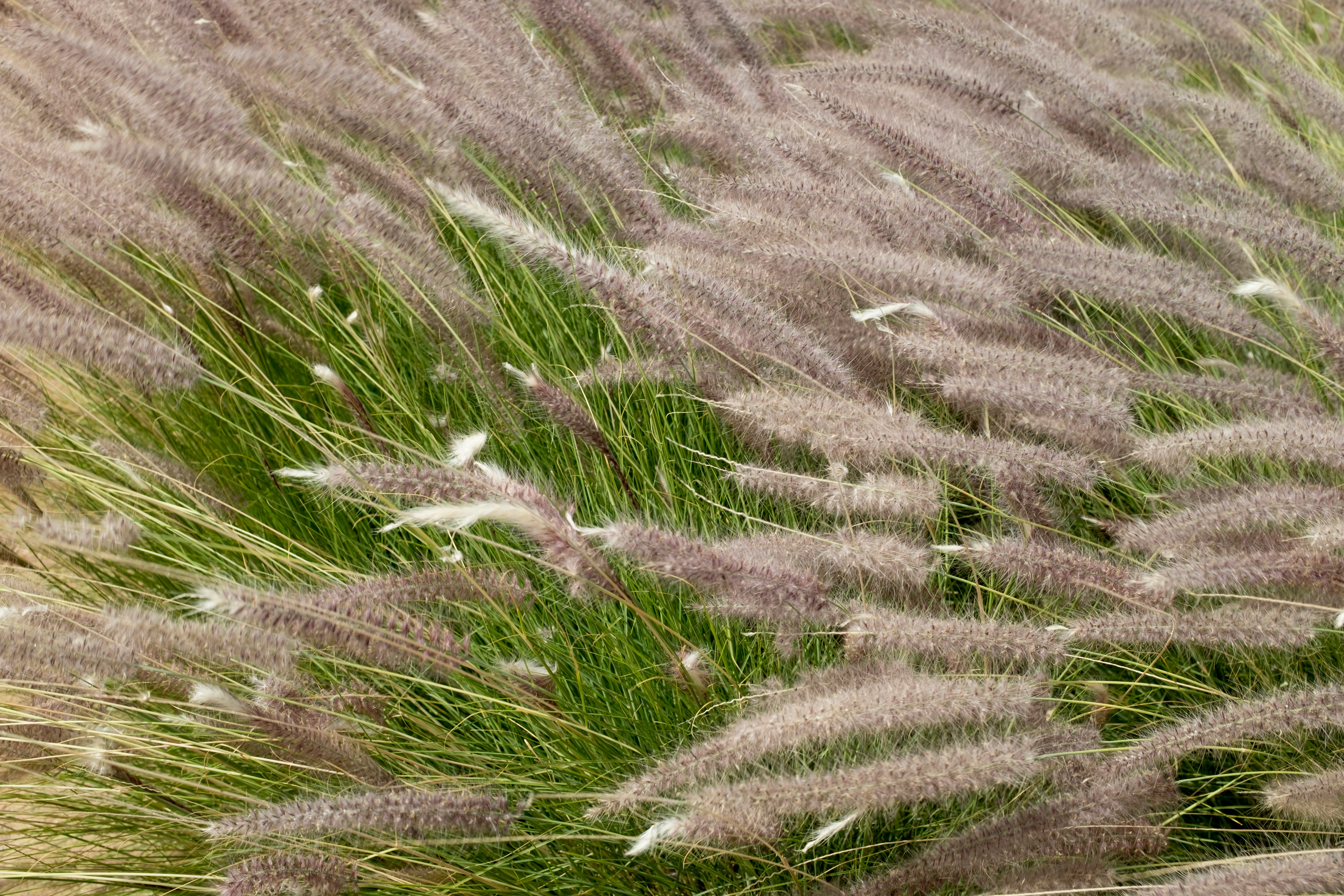 green grass field during daytime